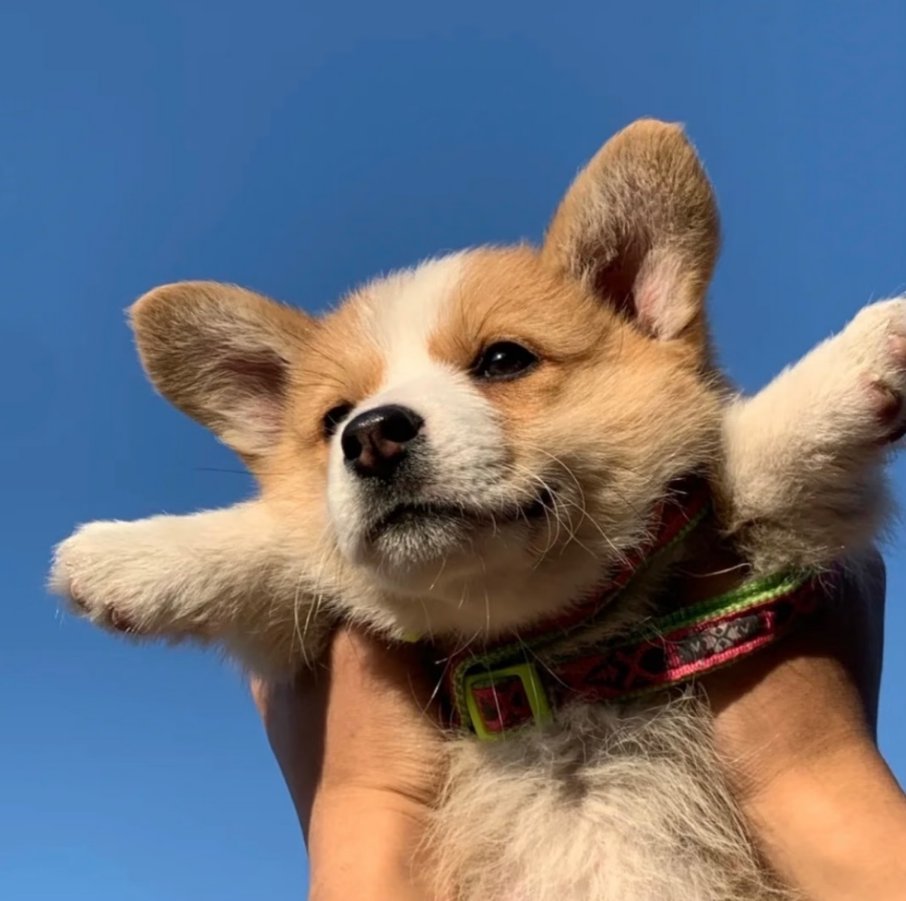 Puppy
